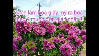 Cách làm hoa giấy mỹ ra hoa theo ý muốn !!!