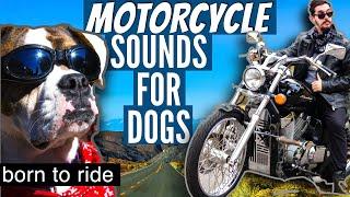 MOTORCYCLE SOUNDS for Dogs - Countdown and 1 Minute of Sound - NO ADS