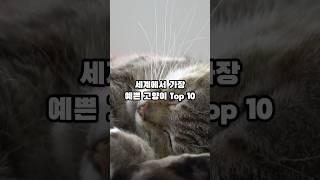 세계에서 가장 예쁜 고양이 Top 10