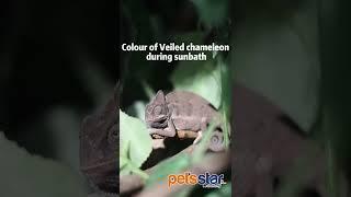 Chameleon Changing colour?