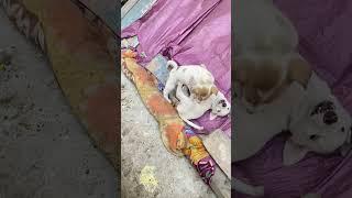 Fight dog puppy #puppy #street #dogfights