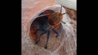 Greenbottle Blue Tarantula getting ready for molt (Chromatopelma cyaneopubescens)