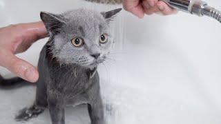 Cat take a shower first time. How to wash your cat