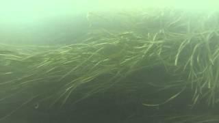 Upper niagara river scuba fishing 9-26-15