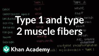 Type 1 and type 2 muscle fibers | Muscular-skeletal system physiology | NCLEX-RN | Khan Academy