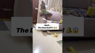 Cocker Spaniel’s Hilarious Reaction to the Doorbell! #shorts #dog #funny