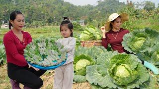 Making delicious dishes from cabbage to sell - Harvesting cabbage