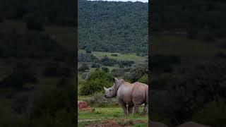 Lion vs Rhino