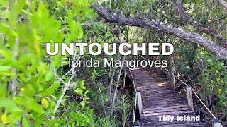 Tidy Island Mangroves: A Rare Glimpse into Florida's Unspoiled Preserve