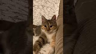  Cat Viral video Shorts #shorts #trending entertainment-farhankhan