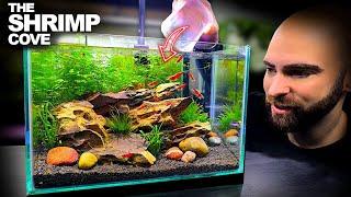 The Shrimp Cove: New Neocaridina Nano Tank For Freshwater Cherry Shrimp (Aquascape Tutorial)