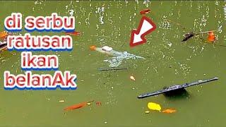 bikin betah mancing⁉️ ratusan ikan belanak berebut umpan tepung @CAHBEJOCILACAP998