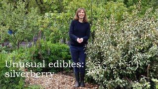 One of the best bushes for the permaculture garden