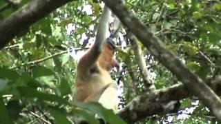 Proboscis Monkey