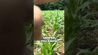 IT WORKED! Corn update  #foodplots