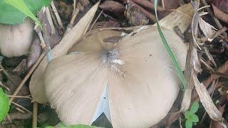 Macrolepiota albuminosa #Videos #YoutubeVideos #YTVideos #Flora #Fauna #Nature #Eadables #KabuliChew