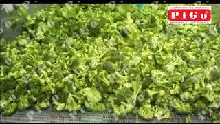 EASY Freeze - Broccoli IQF Freezing