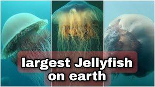 This is the largest jellyfish in the world | lion's mane jellyfish