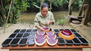 How To Make Jelly - Black Jelly - Fruit Jelly Goes to market sell - Lý Thị Ca