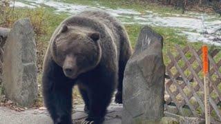 Banff's biggest grizzly bear 'The Boss' samples crab apples