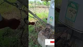 solar panels continuity test/ series testing/short videos/dinesh dvm vlogs
