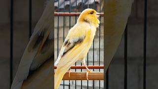 canary singing training male