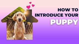 My Pets at Home | English Listening - Speaking Skills Everyday | Animal Lovers #animals  #pets