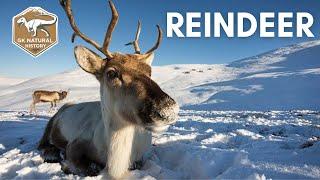 REINDEER