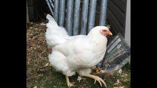 The Chantecler Chicken: A Truly Canadian Bird