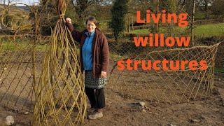 How to make a living willow fence