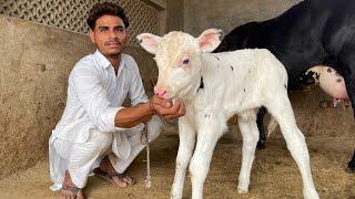 ਦੋ ਤਾਜ਼ੀਆਂ ਸੂਈਆਂ ਗਾਵਾਂ ਵਿਕਾਉ  ਘੱਟ ਰੇਟ Bawa dairy farm