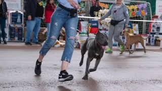 Голубой питбуль в ринге . Юный чемпион России.