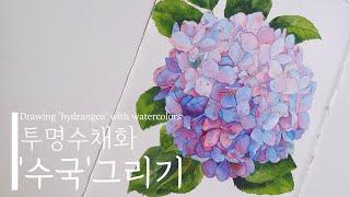 투명수채화기법으로 '수국'그리기│Drawing 'hydrangea' with watercolors