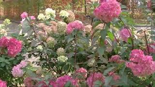 2D. Шопен. Ноктюрн. Соч. 9 / Chopin. Nocturnes. Op. 9, Es-dur
