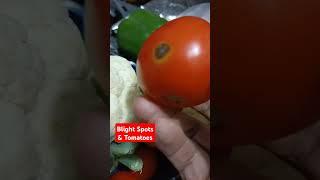 Blight spots |   | Black spots grown over tomatoes | #shorts #viralvideo