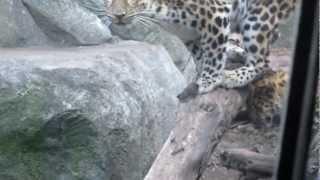 Baby Amur Leopards at the Minnesota Zoo