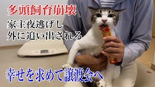 【夜逃げ現場出身】器量良しのキジ白成猫さんです