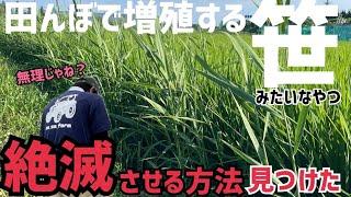 [超簡単]田んぼで増え続ける笹を絶滅させてみた！※真似する際は要注意！ちなみにこの笹の正式名称はヨシらしい！