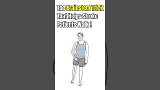 The Brainstem Trick that helps Stroke Patients Walk !