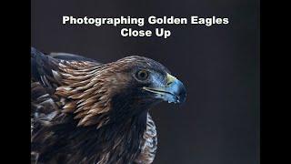 Photographing Golden Eagles in Sweden