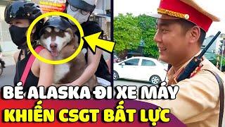 Khuôn mặt BẤT LỰC của bé Alaska khi mỗi lần đi xe đều bị con sen bắt ĐỘI NÓN BẢO HIỂM  | Gâu Đần