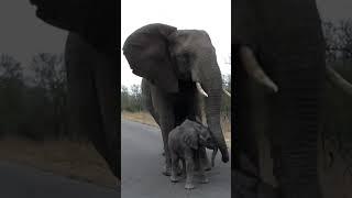 Elephant mother protects her baby from strangers 