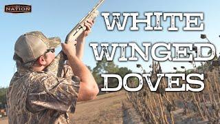 White-Winged Dove Hunt in Texas | DU Nation