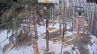 2025-03-14 - Foothills Birds - Live BirdCam [65+ Species]