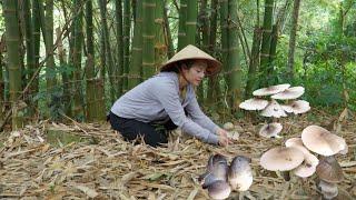 Harvesting straw mushrooms under the canopy of a tropical bamboo forest