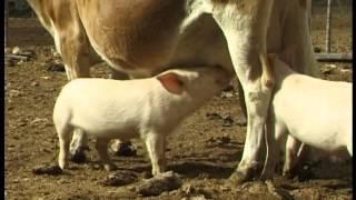 Orphaned piglets drink from Jersey cow