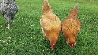 FREE RANGE CHICKENS | Backyard CHICKENS | No Talking | 2020 | Chicken Lovers