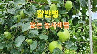 갈반병 쉽게 잡는법 청송사과 갈반병없는 농사 해보자