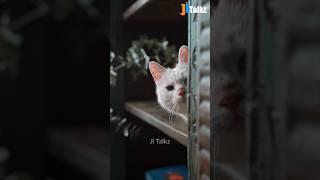 Animal Fundub Part 318  | Malayalam Fundub | ©Ji Talkz | Jijith Elamadu #malayalamfundub #shorts