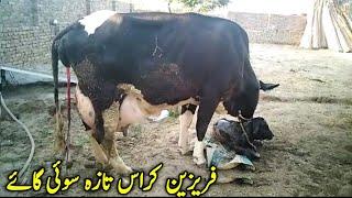 Friesian Cross Big Udder Beautiful Cow For Sale | April, 1